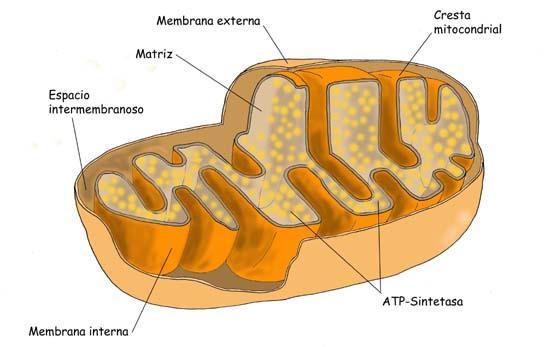 MITOCONDRIA Sus funciones son: La respiración celular y la producción de ATP, tienen dos
