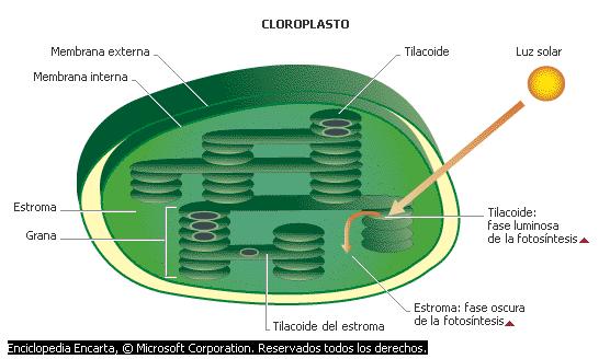 CLOROPLASTO Los cloroplastos son receptores de la Los cloroplastos son receptores de la energía luminosa.