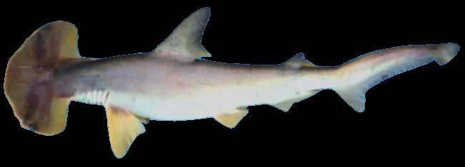 : ~ 00 cm LT mm Tiburón de rrecife de Puntas lancas (Triaenodon obesus ).