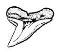 . Dientes anteriores con cúspides altas y delgadas, de bordes lisos. longitud preoral () >. SPK () () Talla Máx.: > 0 cm LT Cornuda gigante, Tiburón Martillo gigante (Sphyrna mokarran).