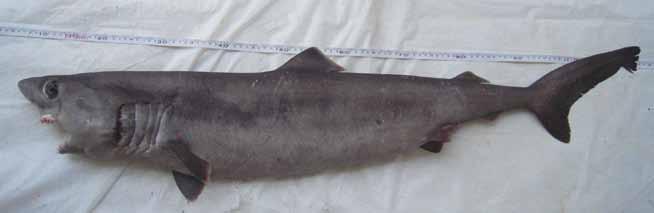 SH Talla Máx.: 80 cm LT mm Tiburón zul, Tollo aguado (Prionace glauca).