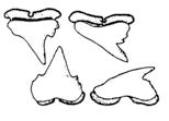 . Márgenes posteriores de las aletas dorsales denticulados, sin ceratotriquios expuestos.