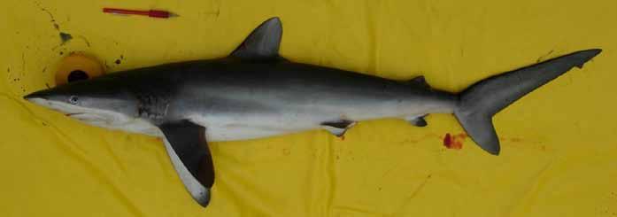TIURONES DE L FMILI Carcharhinidae CON CREST INTERDORSL CC Talla Máx.: ~ 00 cm LT Tiburón aboso, Tiburón Colorado (Carcharhinus altimus).
