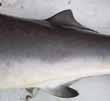 : ~ 0 cm LT Tiburón Sedoso, Mico, Toyo (Carcharhinus falciformis). Origen de la primera aleta dorsal detrás de las aletas pectorales.