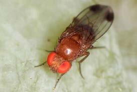 Rasgos característicos, que permite diferenciarlos de otras moscas similares, son las dos manchas oscuras en las alas de los machos, así como dos pares