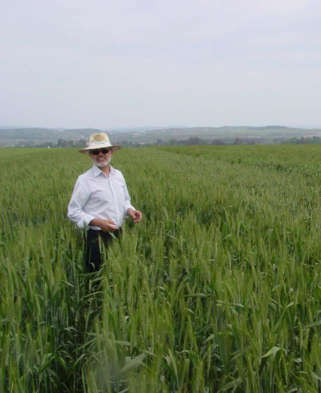 Tritordeum - Desarrollo y Ensayos de Campo Se han realizado ensayos de campo en varios países europeos Tritordeum se comporta mejor en las zonas típicas de trigo duro, donde los rendimientos son
