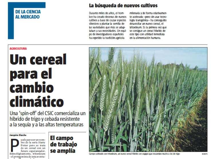 Características agronómicas Un cultivo cerealista establecido con rendimientos similares al trigo en las regiones mediterráneas y con una alta resistencia a la sequía y estrés a altas temperaturas.