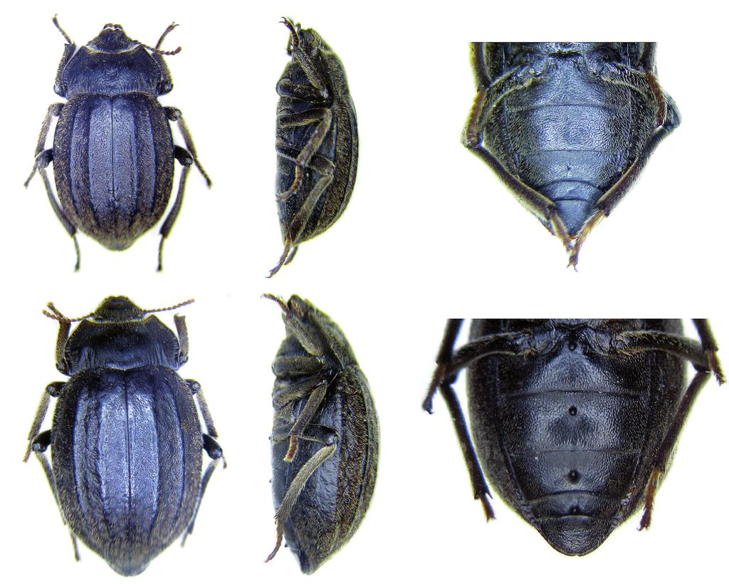 Cid-Arcos y Campodonico: Nueva especie de Psectrascelis Solier (Coleoptera: Tenebrionidae) de Chile. Etimología.