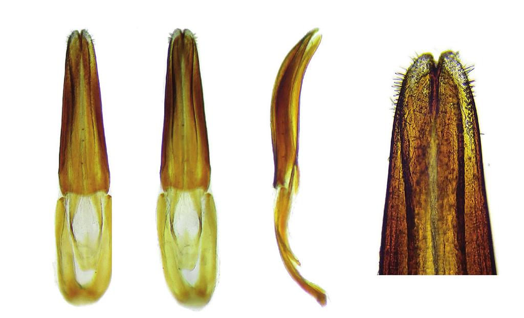 Psectrascelis cidburmeisteri nov. sp. 1-3. Macho. 1. Habitus, vista dorsal. 2. Habitus, vista lateral. 3. Ventritos. 4-6. Hembra. 4. Habitus, vista dorsal. 5.
