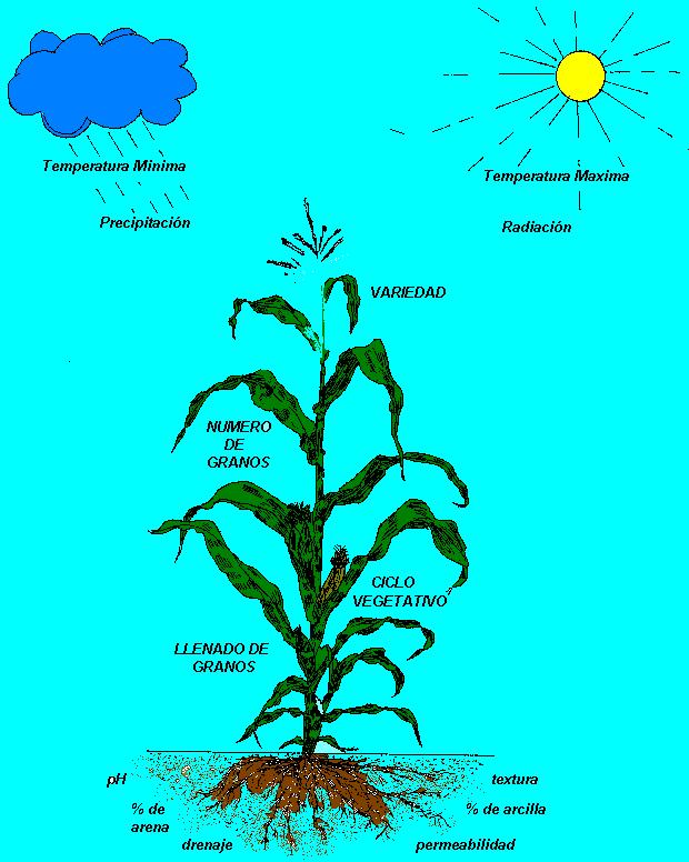 Antecedentes y contexto La variabilidad climática un factor perturbador de la actividad agrícola.