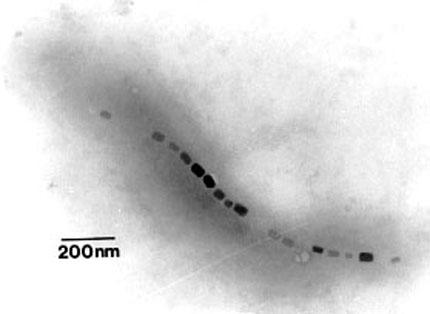 Fueron descubiertas en 1975, y se sabe que permiten la orientación magnética a las bacterias que las poseen (bacterias magnetotácticas), determinando la orientación de su natación.