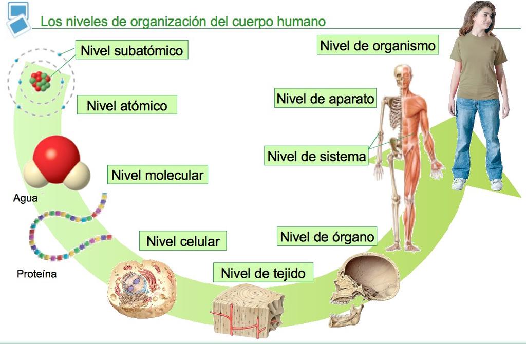 La organización biológica o jerarquía de la vida, es la jerarquía de estructuras y sistemas biológicos complejos que definen la vida mediante una aproximación.