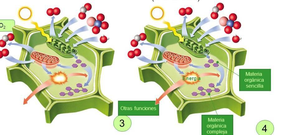 Catabolismo y Anabolismo -Relación celular: recogen información del medio en el que viven y se comunican -Reproducción celular: una célula madre se divide