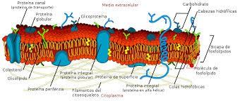 Citoplasma: Es el espacio de la célula comprendido entre la,membrana y el núcleo, formada por: -Citosol: es el medio fluido interior -Orgánulos: estructuras que cumplen distintas funciones