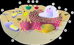 centrosoma: es un orgánulo celular que no está rodeado por una membrana; consiste en dos centriolos apareados.