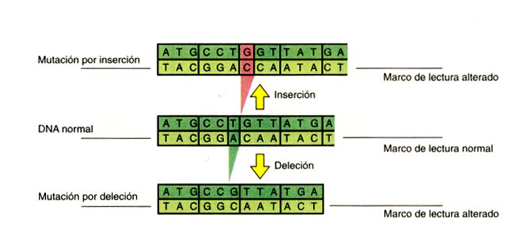 Mutación sin sentido: cuando la sustitución del nucleótido produce un codon de terminación de la cadena resultando en una parada de la síntesis de la proteína en la traducción.