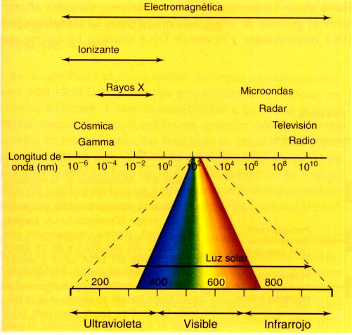 Los productos más importantes de la acción de la luz UV son dímeros (timina-timina; timina-citosina; citosina-citosina) que se forman entre pirimidinas (T, C) adyacentes, lo que incrementa
