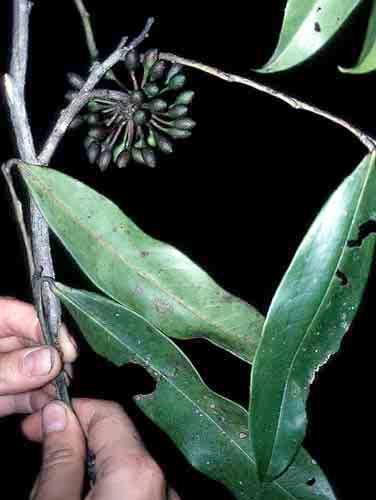 Annona hypoglauca 8