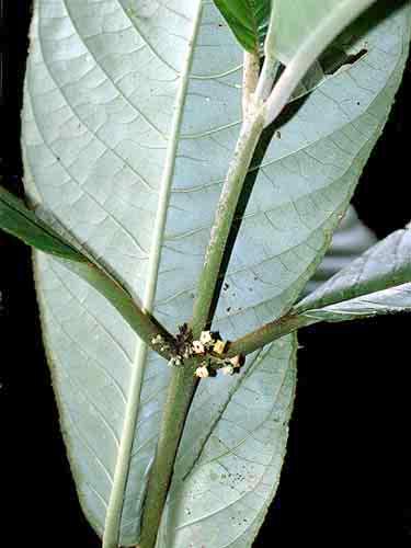 Abuta grandifolia