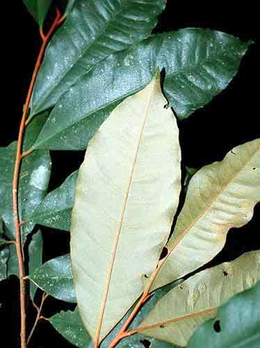 403 Virola calophylla