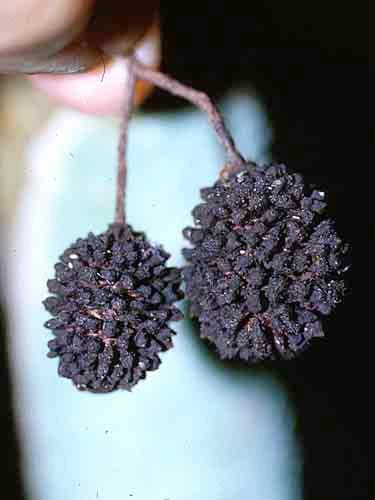 Solanum robustifrons