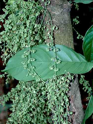 594 Rinorea viridifolia VIOLACEAE 595 Rinorea viridifolia