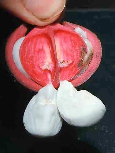 Protium aracouchini