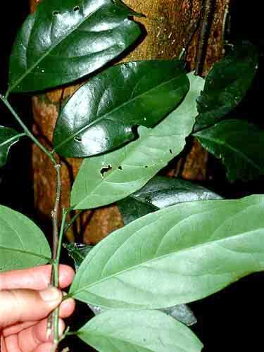 sciadophylla CECROPIACEAE