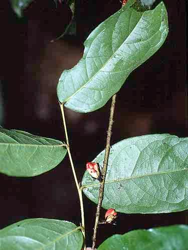 magnifolia CELASTRACEAE 116 