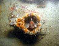 Frka/UNESCO En la foto se aprecia un pez en un tubo de submarino A1.