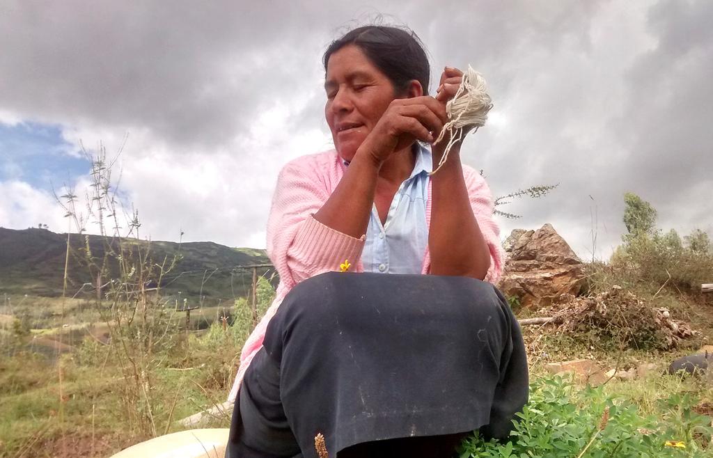 Señora Eudosia Vada, productora de aguaymanto, sentada en su parcela. entre los tres) debido al área de la que disponían. En junio del mismo año se iniciaron las cosechas de aguaymanto.