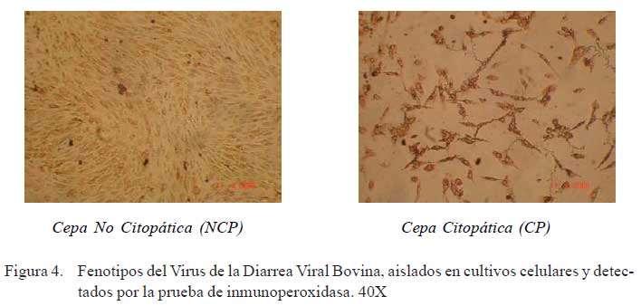 VIRUS Ejemplo de Efecto Citopático: Modificación de la morfología natural de las células