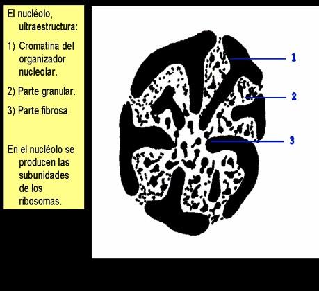 Presenta: Una región de aspecto fibrilar (3), donde se transcribe el ADN (organizador nucleolar,(1) que codifica el ARN nucleolar, a partir del cual por