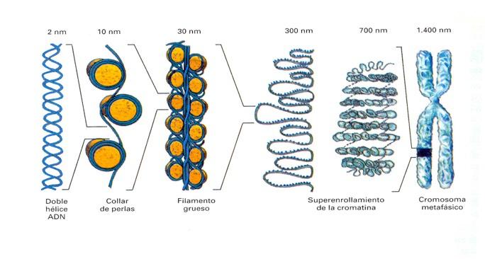 Doble hélice de ADN Collar de perlas Solenoide Cuando la célula se va a dividir Los distintos solenoides