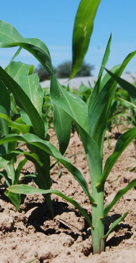 1.- Introducción El objetivo de esta publicación es transmitir a los agricultores información detallada sobre el comportamiento agronómico de las variedades de maíz existentes en el mercado.