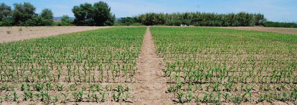 1.- Introducción En el año 2015, la superficie dedicada al cultivo de maíz en Andalucía ha disminuido casi un 10 % con respecto a la sembrada en el 2014.