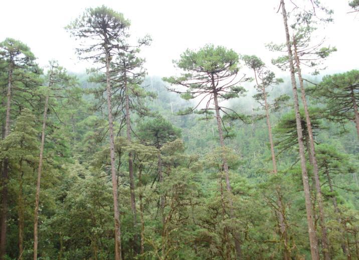 El concepto Los bosques y selvas de Oaxaca estuvieron concesionados a empresas privadas hasta 1982.