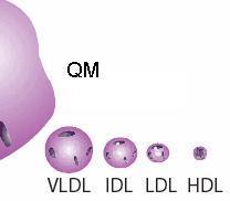 Lipoproteínas A mayor contenido de lípidos en una lipoproteína, menor densidad. Quilomicrones (QM) 1.