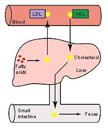 Las HDL y las LDL son ricas en colesterol.