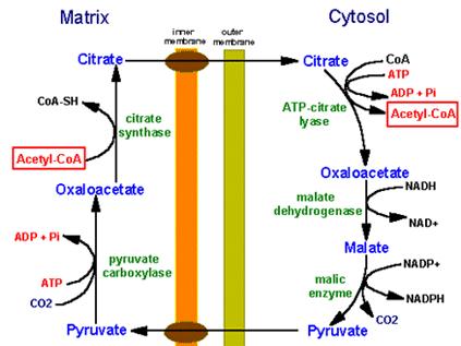 Sistema transporte de citrato La síntesis de ácidos grasos en el citosol requiere de Acetil- CoA producido en la mitocondria.
