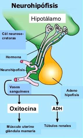 Hormonas neurohipofisarias Los cuerpos de las células que secretan las hormonas neurohipofisarias no se encuentran en la propia neurohipófisis, sino que corresponden a grandes neuronas denominadas