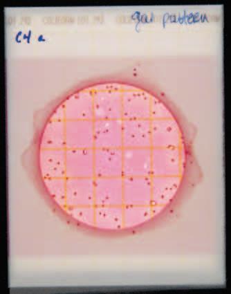 Burbujas 3 2 0 Recuento total de coliformes = 3 Las partículas de alimento tienen forma irregular y no tienen burbujas de gas.