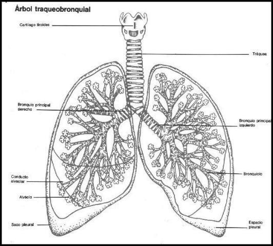 Los bronquiolos terminan en alvéolos, que son grupos de diminutas bolsas de aire con paredes delgadas, ubicadas en los pulmones.