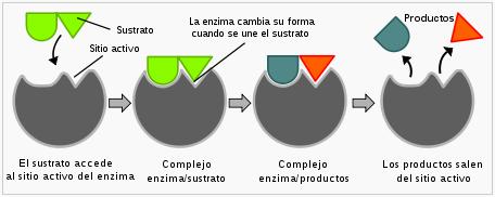 estructuras complementarias; el sustrato encaja en la zona activa los productos se liberan de la enzima pudiendo ésta actuar nuevamente los
