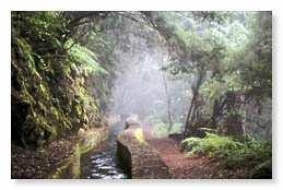 La Palma Parque Natural de Las Nieves Características generales: alberga una de las mejores muestras de laurisilva de Canarias. El sector meridional incluye un pinar en buen estado de conservación.