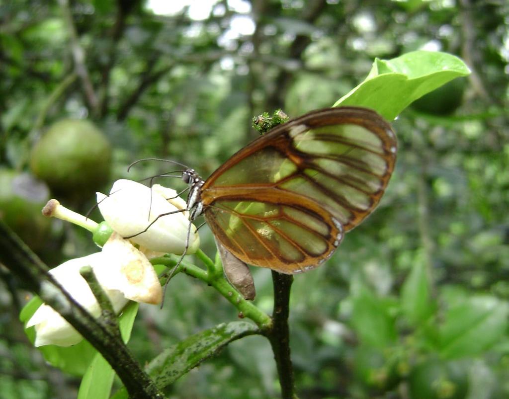 Mariposas diurnas (lepidoptera: papilionoidea) asociadas a una plantación citrícola del canón del río Cauca... 91 Tabla 2. Resumen de riqueza y abundancia de especies.