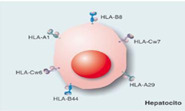 Distribución tisular de las moléculas HLA HLA clase I todas las células nucleadas y plaquetas.