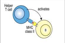 unidos a moléculas MHC Clase I y se produce la lisis celular Los linfocitos