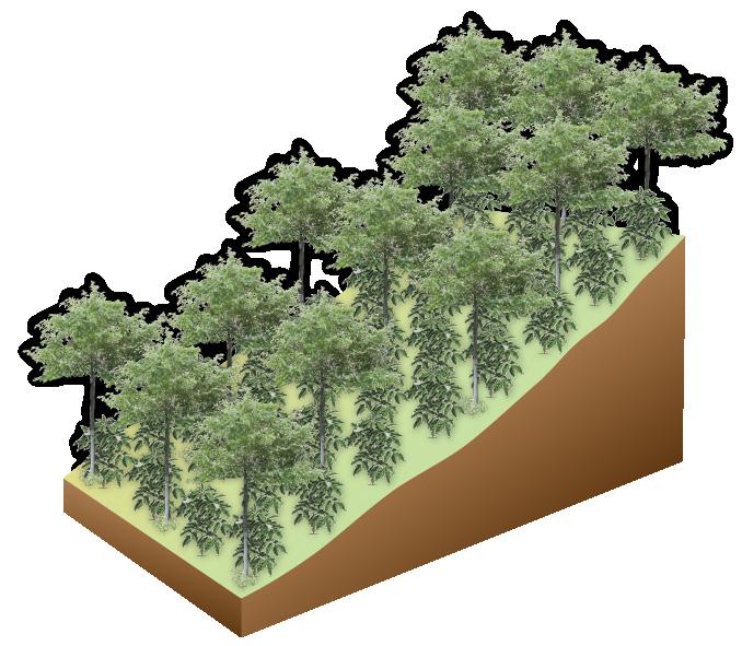 Los sistemas agroforestales se definen como la asociación de árboles en un cultivo de valor económico (5, 6), como es el caso del café.