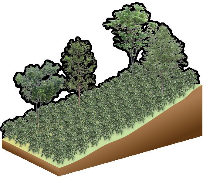 cultivo a 12 x 12 m (70 árboles/ha). Nogal cafetero, pino, eucalipto.